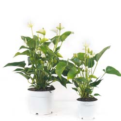 Anthurium  fleurs blanches